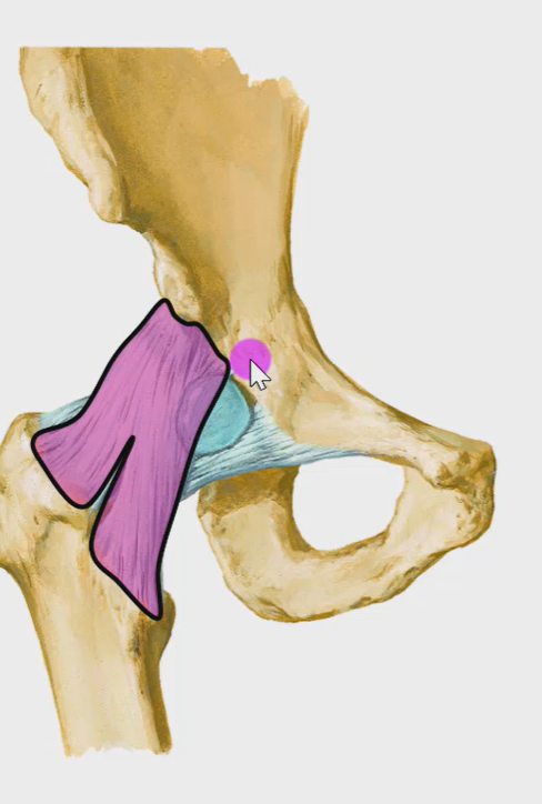The image depicts the human pelvis with a detailed view of the piriformis muscle and surrounding structures. The piriformis muscle is colored pink and appears to be outlined in black. It is situated near the sciatic notch, with a portion of it extending towards the greater sciatic foramen. A small pink circle highlights a specific area near the muscle's attachment point. The surrounding bone structure is rendered in a light brown color, providing a clear visual contrast to the colored muscle and other anatomical features.