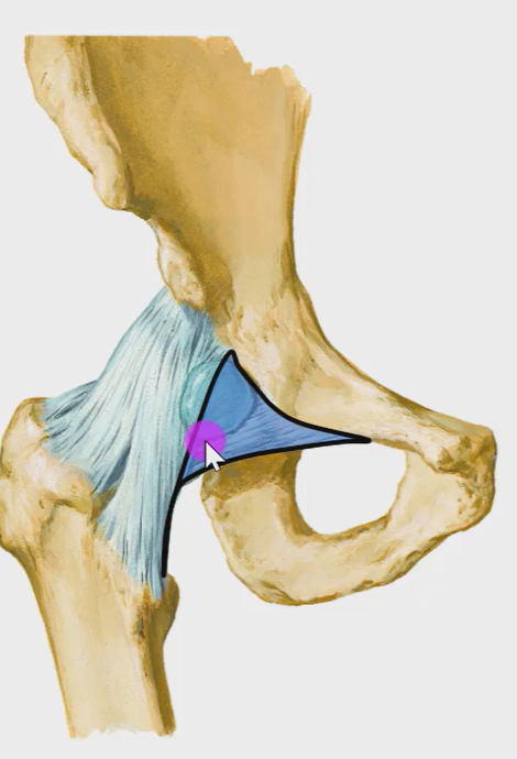 The image depicts a detailed illustration of the human hip joint, focusing on the iliofemoral ligament. The iliofemoral ligament is highlighted in blue and appears to be a strong, fibrous band connecting the ilium and femur. A pink circle with a white arrow points to a specific area of the ligament.