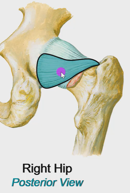 The image shows a detailed illustration of the right hip from a posterior view. The hip bone is depicted in a light brown color, with a teal-colored muscle overlay. A purple circle with a white cursor is positioned on the muscle overlay. The background of the image is white, providing a clean and clear visual representation. The image appears to be an educational tool for anatomy students or medical professionals.