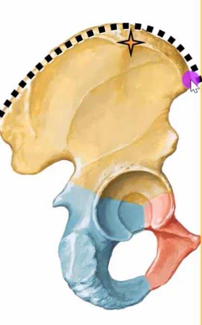 The image shows a colored illustration of a pelvis bone, divided into sections. The top portion is yellow, while the lower parts are colored blue and red. A dotted line encircles the top of the bone, accompanied by a star and a cursor icon.