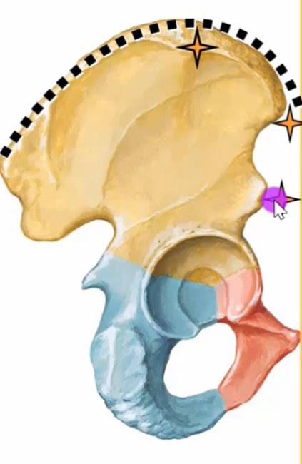 The image shows a detailed illustration of a human pelvis, divided into sections and highlighted in different colors. The top portion of the pelvis is colored in a light brown hue, while the lower sections are colored in blue and red. A dotted line runs along the top edge of the pelvis, accompanied by three starburst graphics. A purple cursor icon points to the right side of the pelvis. The background of the image is white.