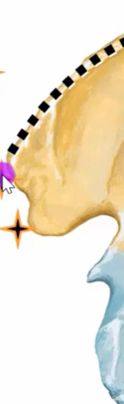 The image depicts a close-up view of an abstract design or possibly a medical illustration. A tan-colored shape dominates the upper part of the image, while a light blue shape is visible in the lower right corner. A dotted line with black and white squares runs diagonally across the image, accompanied by a pink and white cursor. The background of the image is predominantly white. The overall composition suggests a detailed section of a larger image or a specific focus on the interaction between the shapes and the cursor.