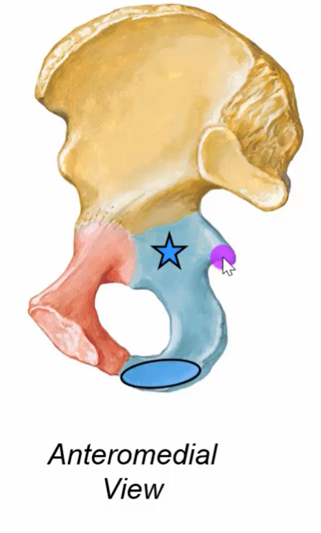 The image depicts an anatomical illustration of a human pelvis, specifically focusing on the anteromedial view. It showcases a detailed representation of the pelvic bone structure with color-coded sections. A blue star and a purple marker are used to highlight specific areas. The pelvis is divided into sections with different colors for better visualization.