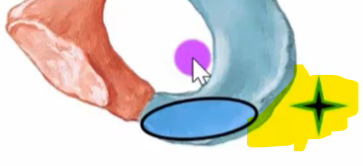 The image depicts a diagram of a human ear with a highlighted area around the eardrum and a yellow section near the ear canal. A purple circle and a white cursor are also visible. The image appears to be a medical illustration. The background of the image is white. The diagram seems to be pointing out specific parts of the ear.