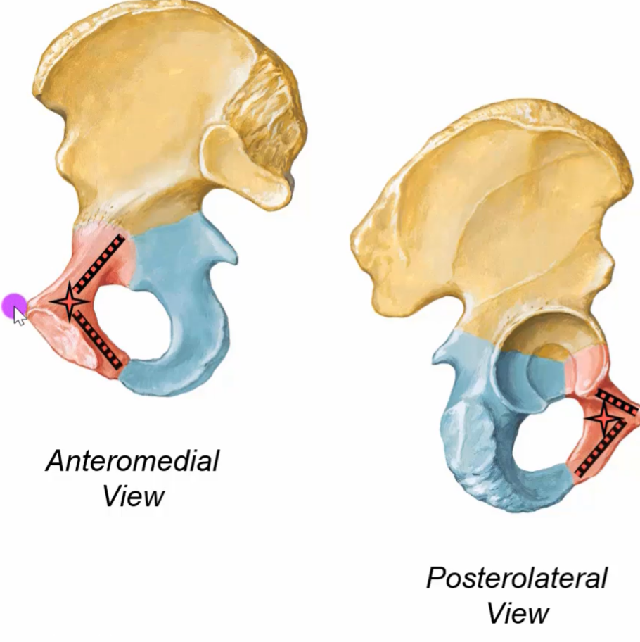 The image shows two views of a pelvis, specifically the anteromedial and posterolateral views. The pelvis is depicted in a detailed illustration, with the anteromedial view on the left and the posterolateral view on the right. Both views display a star marking and a dotted line indicating a specific area of the pelvis.