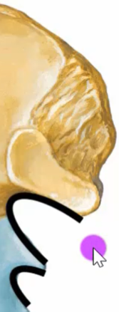 The image depicts a cartoon or illustration of a human ear and the side of a head. The ear is colored in shades of yellow and brown. A black line curves around the ear, possibly indicating sound waves. A purple circle with a white mouse cursor is positioned near the ear. The background of the image is white.