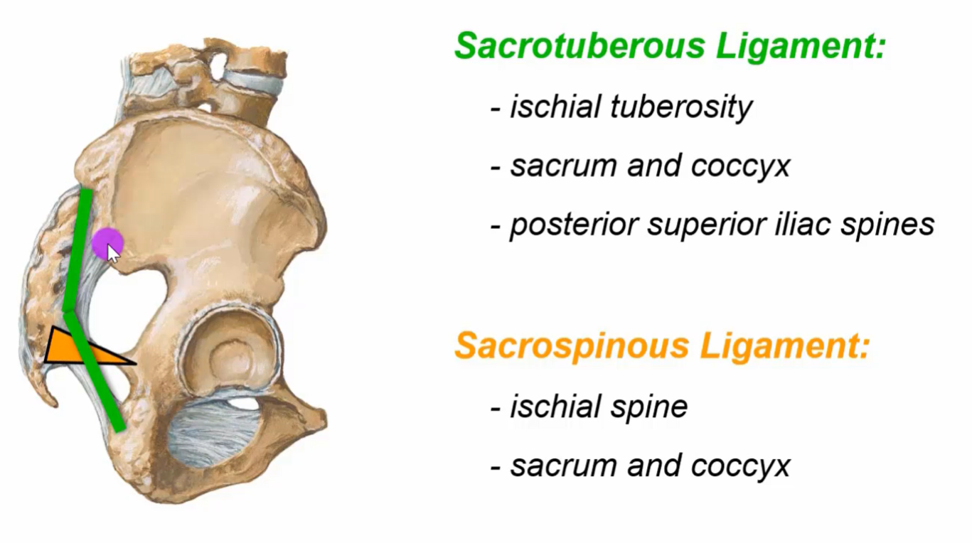 The image shows a detailed illustration of the human pelvis with two ligaments highlighted: the Sacrotuberous Ligament and the Sacrospinous Ligament. The Sacrotuberous Ligament is shown in green and connects the ischial tuberosity, sacrum and coccyx, and posterior superior iliac spines. The Sacrospinous Ligament is shown in orange and connects the ischial spine to the sacrum and coccyx. The image provides a clear visual representation of the anatomy of these ligaments.